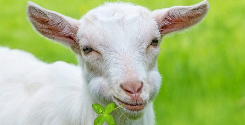 2003 год какого животного